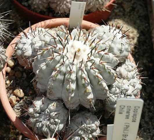 Copiapoa_cinerea